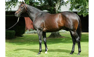 There are five sons or daughters of Preferment in the Ready to Run Sale.